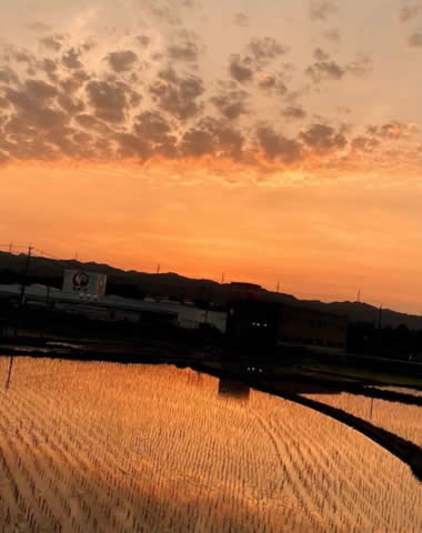 又次郎の魚沼産コシヒカリの写真